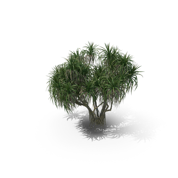 Palm Tree Pandanus Tectorius PNG & PSD Images Palm Tree Pandanus Tectorius PNG & PSD Images