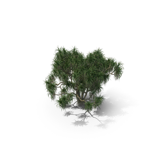 Palm Tree Pandanus Tectorius PNG & PSD Images Palm Tree Pandanus Tectorius PNG & PSD Images