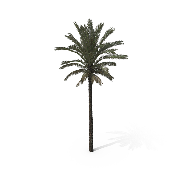 Palm Tree Phoenix Dactylifera PNG & PSD Images Palm Tree Phoenix Dactylifera PNG & PSD Images