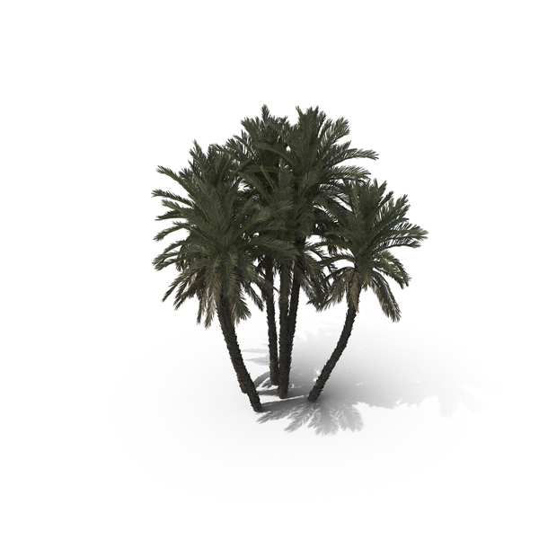 Palm Tree Phoenix Dactylifera PNG & PSD Images Palm Tree Phoenix Dactylifera PNG & PSD Images