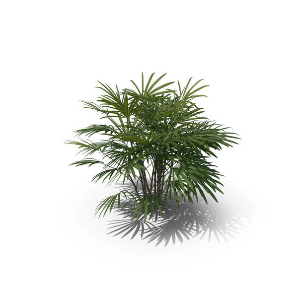 Palm Tree Rhapis Humilis PNG & PSD Images Palm Tree Rhapis Humilis PNG & PSD Images