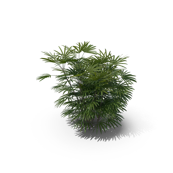 Palm Tree Rhapis Humilis PNG & PSD Images Palm Tree Rhapis Humilis PNG & PSD Images