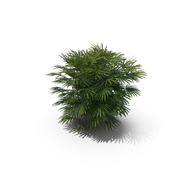Palm Tree Rhapis Humilis PNG & PSD Images Palm Tree Rhapis Humilis PNG & PSD Images