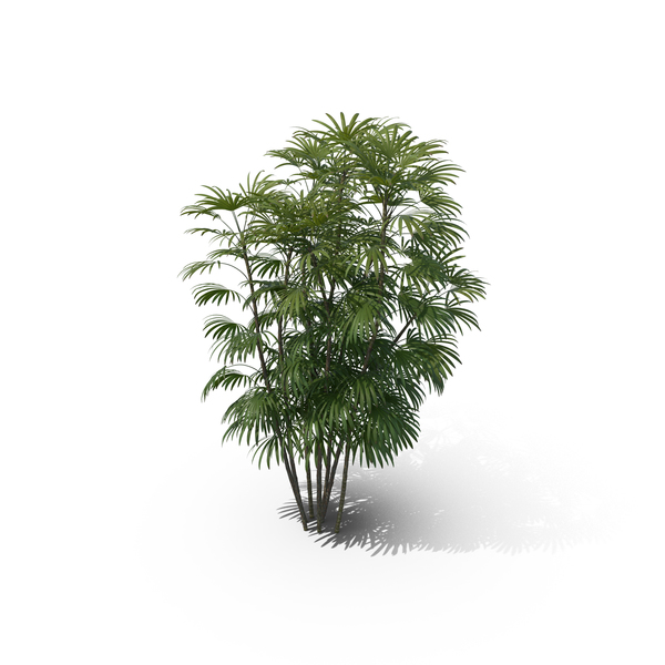 Palm Tree Rhapis Humilis PNG & PSD Images Palm Tree Rhapis Humilis PNG & PSD Images