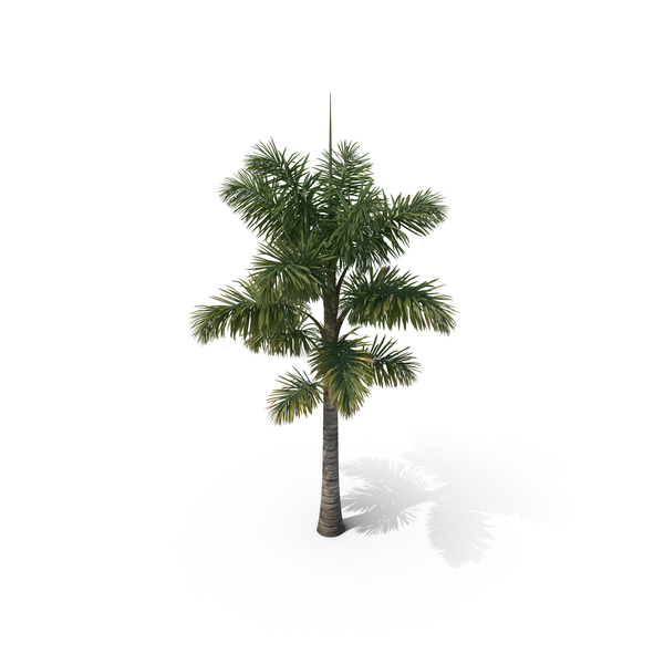 Palm Tree Syagrus Sancona PNG & PSD Images Palm Tree Syagrus Sancona PNG & PSD Images
