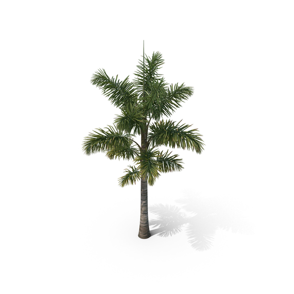 Palm Tree Syagrus Sancona PNG & PSD Images Palm Tree Syagrus Sancona PNG & PSD Images