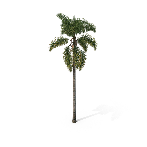 Palm Tree Syagrus Sancona PNG & PSD Images Palm Tree Syagrus Sancona PNG & PSD Images