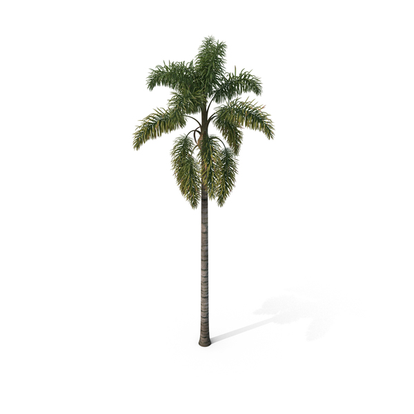 Palm Tree Syagrus Sancona PNG & PSD Images Palm Tree Syagrus Sancona PNG & PSD Images