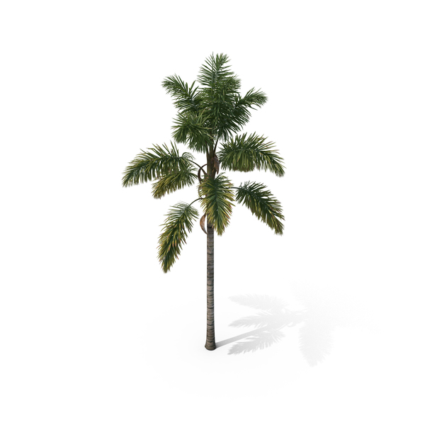 Palm Tree Syagrus Sancona PNG & PSD Images Palm Tree Syagrus Sancona PNG & PSD Images
