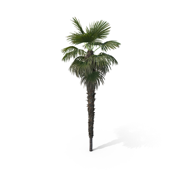 Palm Tree Trachycarpus Fortunei PNG & PSD Images Palm Tree Trachycarpus Fortunei PNG & PSD Images