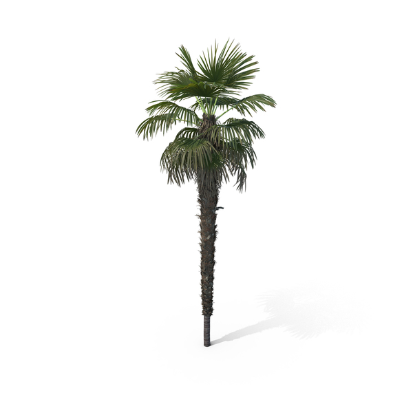 Palm Tree Trachycarpus Fortunei PNG & PSD Images Palm Tree Trachycarpus Fortunei PNG & PSD Images