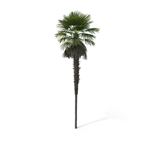 Palm Tree Trachycarpus Fortunei PNG & PSD Images Palm Tree Trachycarpus Fortunei PNG & PSD Images