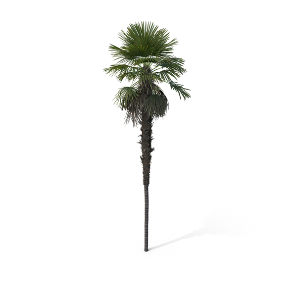 Palm Tree Trachycarpus Fortunei PNG & PSD Images Palm Tree Trachycarpus Fortunei PNG & PSD Images