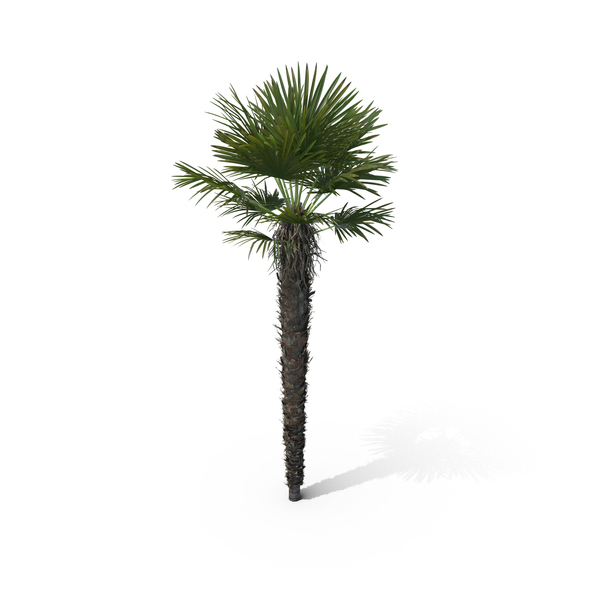 Palm Tree Trachycarpus Fortunei PNG & PSD Images Palm Tree Trachycarpus Fortunei PNG & PSD Images