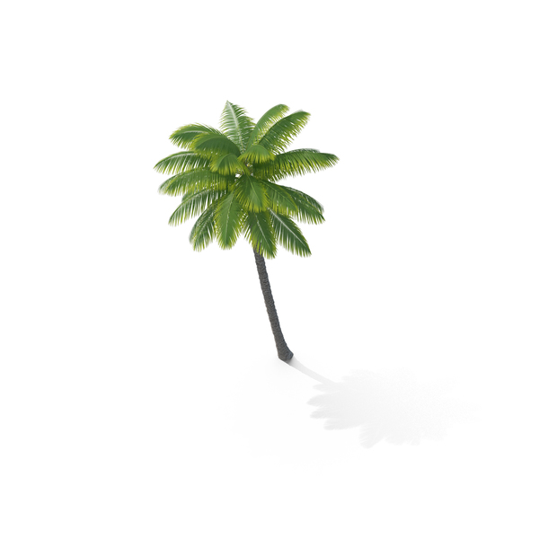 Palm Tree PNG & PSD Images Palm Tree PNG & PSD Images