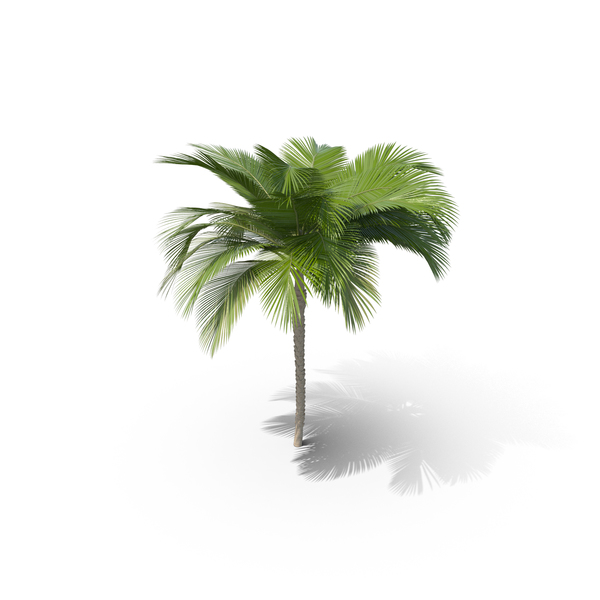 Palm Tree PNG & PSD Images Palm Tree PNG & PSD Images