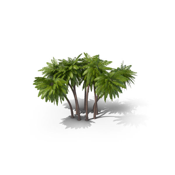 Tree: Palm Trees PNG & PSD Images