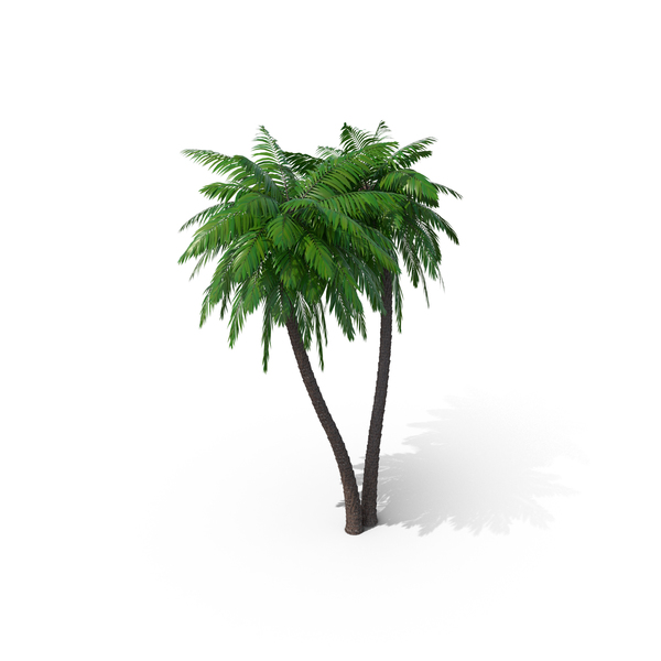 Tree: Palm Trees PNG & PSD Images Tree: Palm Trees PNG & PSD Images