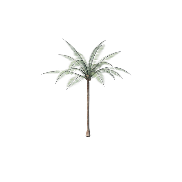 Silver Date Palm: Palma PNG & PSD Images Silver Date Palm: Palma PNG & PSD Images