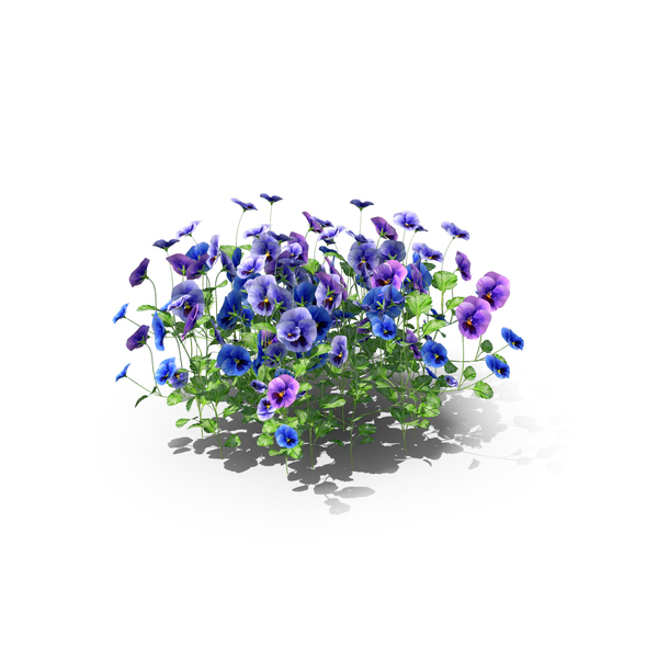 Flowering Plants: Pansies Flowers PNG & PSD Images Flowering Plants: Pansies Flowers PNG & PSD Images