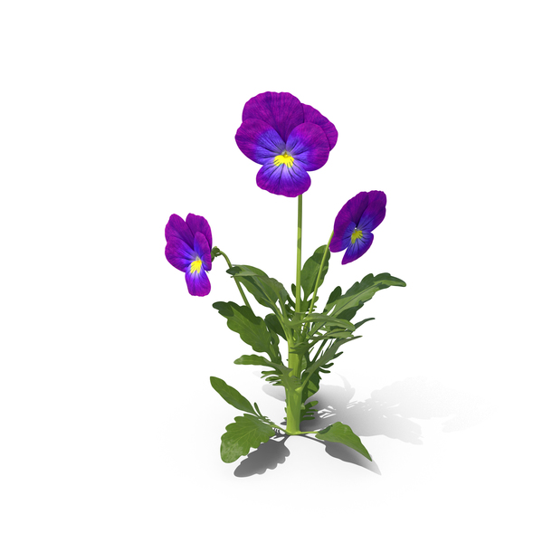 Pansies PNG & PSD Images Pansies PNG & PSD Images