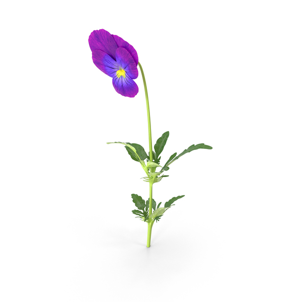 Pansies: Pansy PNG & PSD Images