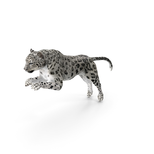 Snow Leopard: Panthera Uncia Jumping Pose PNG & PSD Images Snow Leopard: Panthera Uncia Jumping Pose PNG & PSD Images