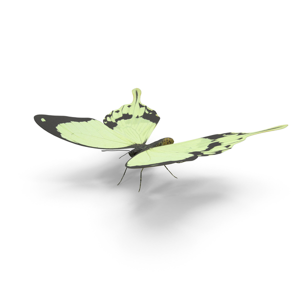 Insect: Paper Handkerchief Butterfly PNG & PSD Images Insect: Paper Handkerchief Butterfly PNG & PSD Images