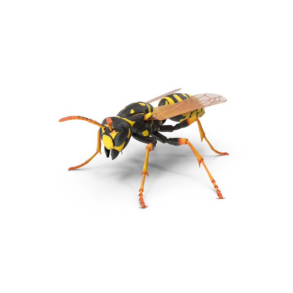 Paper Wasp PNG & PSD Images