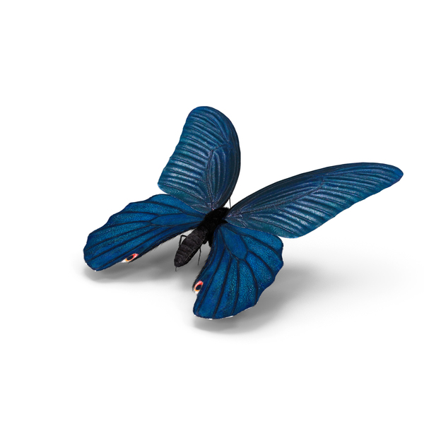 Papilio Protenor Butterfly Male PNG & PSD Images Papilio Protenor Butterfly Male PNG & PSD Images