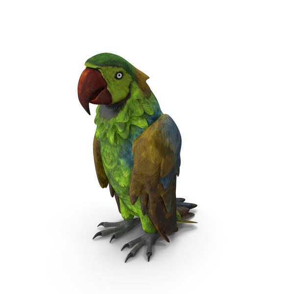 Parrot PNG Images & PSDs for Download | PixelSquid - S114359160