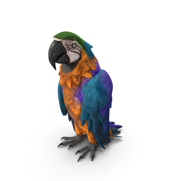 Parrot PNG & PSD Images