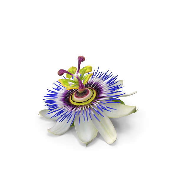 Flowering Plants: Passion Flower PNG & PSD Images Flowering Plants: Passion Flower PNG & PSD Images