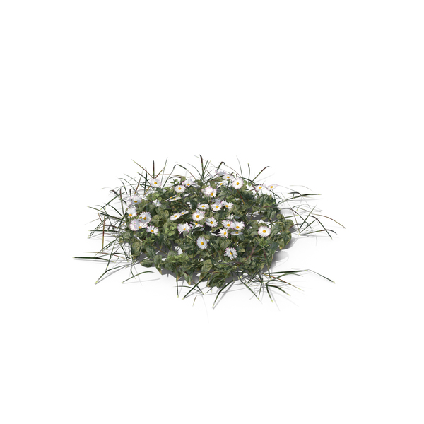 Grasses: Patch of Grass and Flowers PNG & PSD Images Grasses: Patch of Grass and Flowers PNG & PSD Images