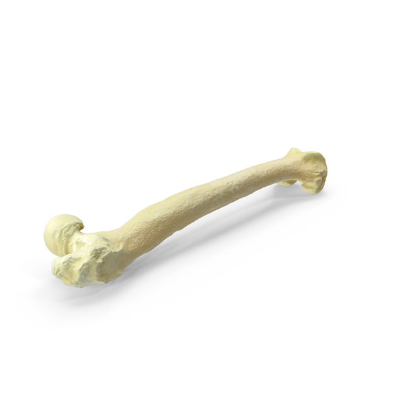 Pavian Monkey Male Femur Bone PNG Images & PSDs for Download ...