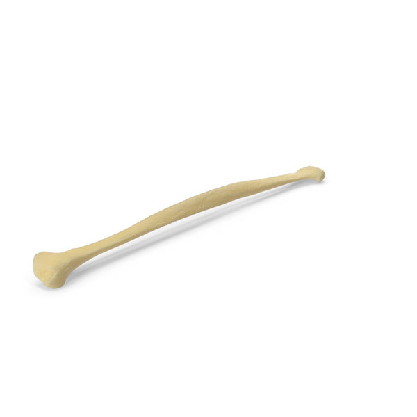 Pavian Monkey Male Fibula Bone Low PNG & PSD Images Pavian Monkey Male Fibula Bone Low PNG & PSD Images