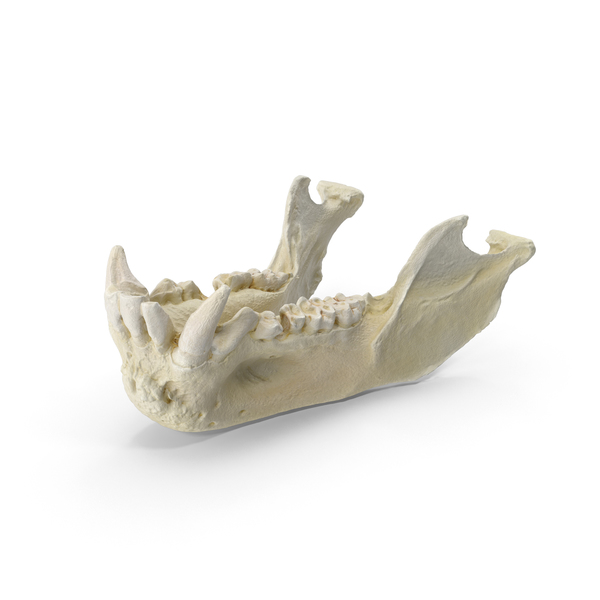 Bone: Pavian Monkey Male Jaw PNG & PSD Images Bone: Pavian Monkey Male Jaw PNG & PSD Images