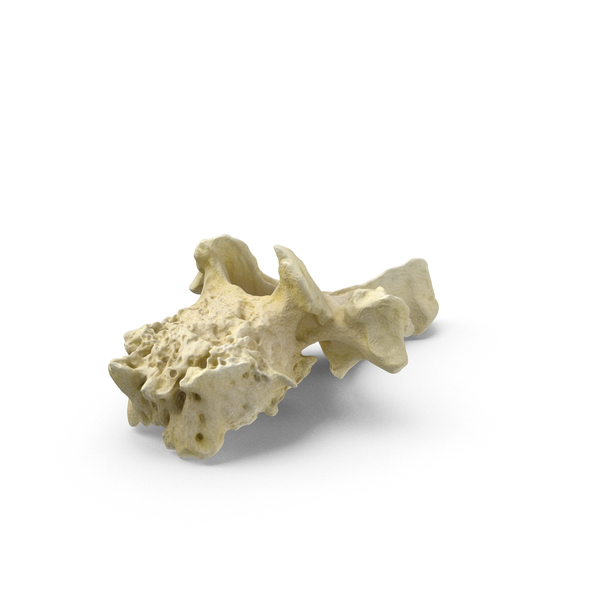 Spine: Pavian Monkey Male Thoracic Vertebrae PNG & PSD Images Spine: Pavian Monkey Male Thoracic Vertebrae PNG & PSD Images