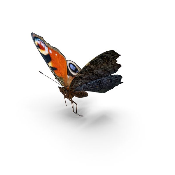 Peacock Butterfly Flying Pose with Fur PNG & PSD Images