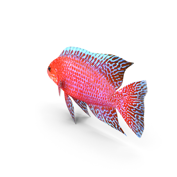 Coral: Peacock Fish PNG & PSD Images