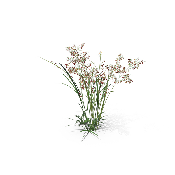 Grasses: Pearl Grass PNG & PSD Images Grasses: Pearl Grass PNG & PSD Images
