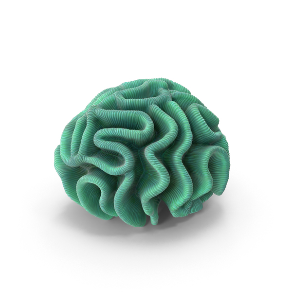 Reef: Pectinia Coral PNG & PSD Images Reef: Pectinia Coral PNG & PSD Images