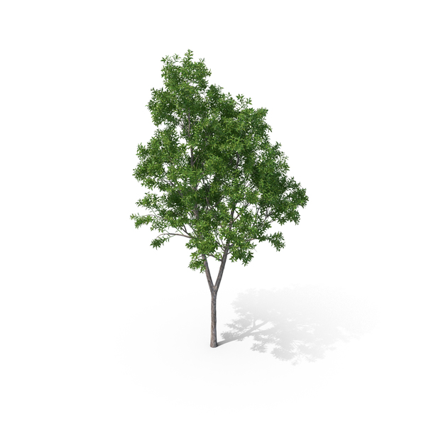 Pelawan Tree PNG & PSD Images Pelawan Tree PNG & PSD Images
