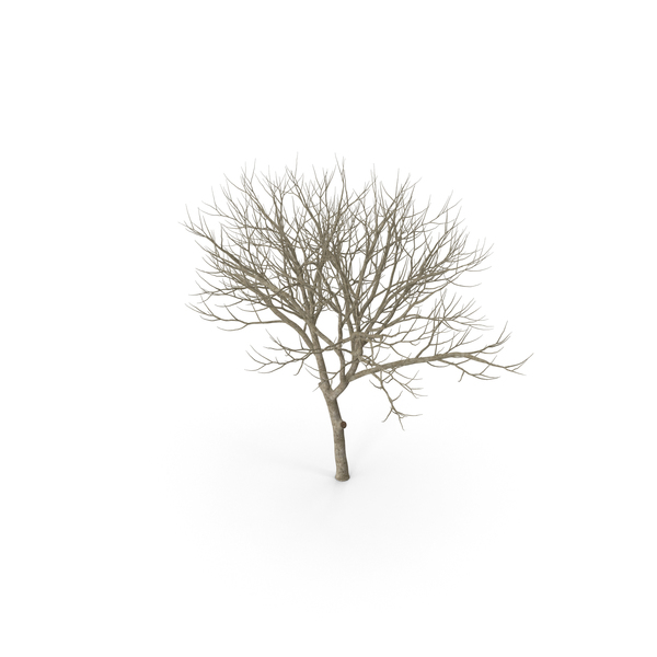 Tree: Peltophorum Pterocarpum Trunk PNG & PSD Images Tree: Peltophorum Pterocarpum Trunk PNG & PSD Images