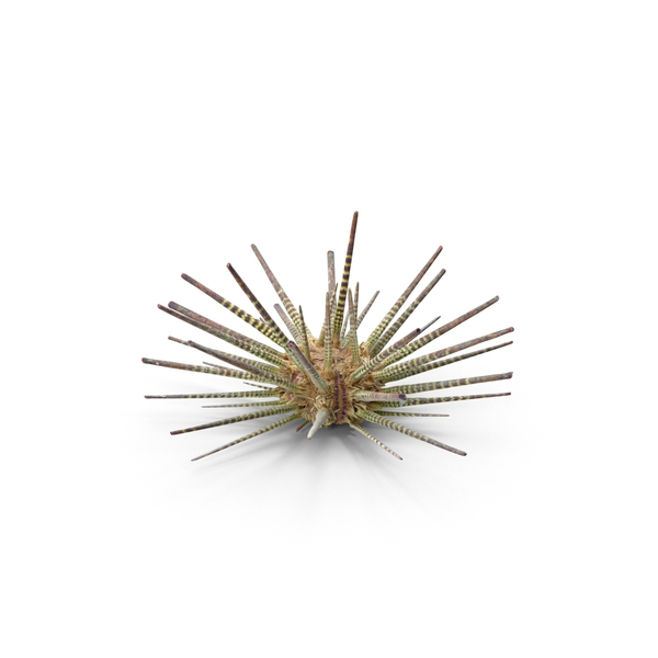 Sea: Pencil Urchin PNG & PSD Images Sea: Pencil Urchin PNG & PSD Images