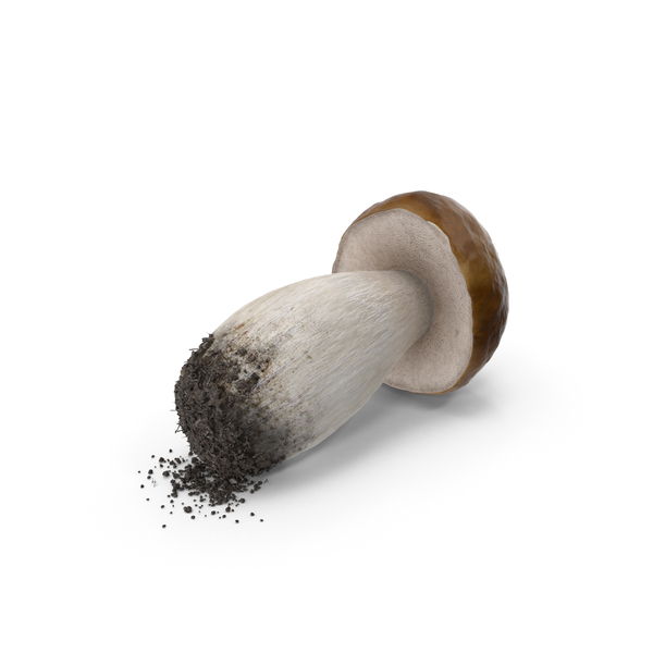 Penny Bun Mushroom PNG & PSD Images