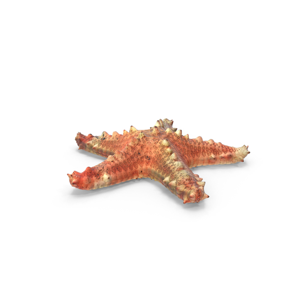Sea Star: Pentaceraster Alveolatus Starfish PNG & PSD Images Sea Star: Pentaceraster Alveolatus Starfish PNG & PSD Images