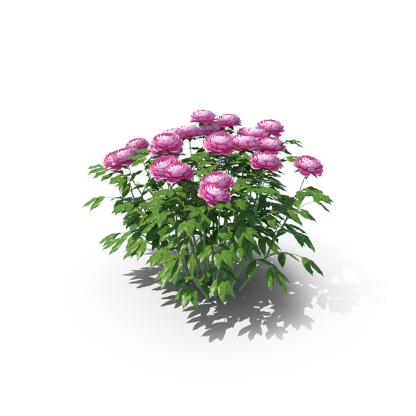 Peony PNG & PSD Images Peony PNG & PSD Images