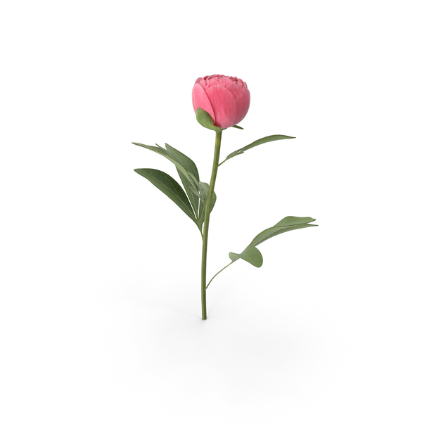 Peony PNG & PSD Images Peony PNG & PSD Images