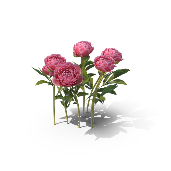 Peony PNG Images & PSDs for Download | PixelSquid - S106033930